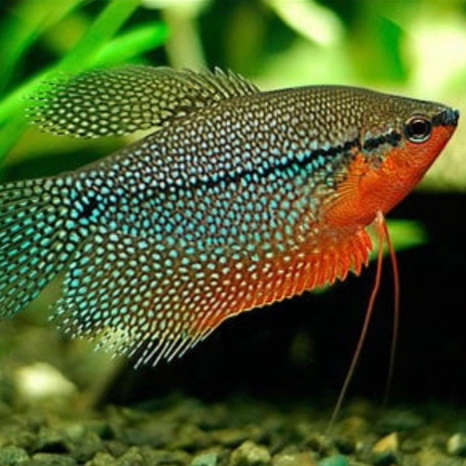 Gourami Gold Pearl Leeri Reg.`