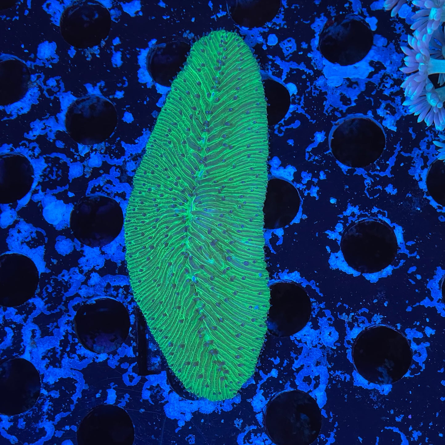 Tongue Coral