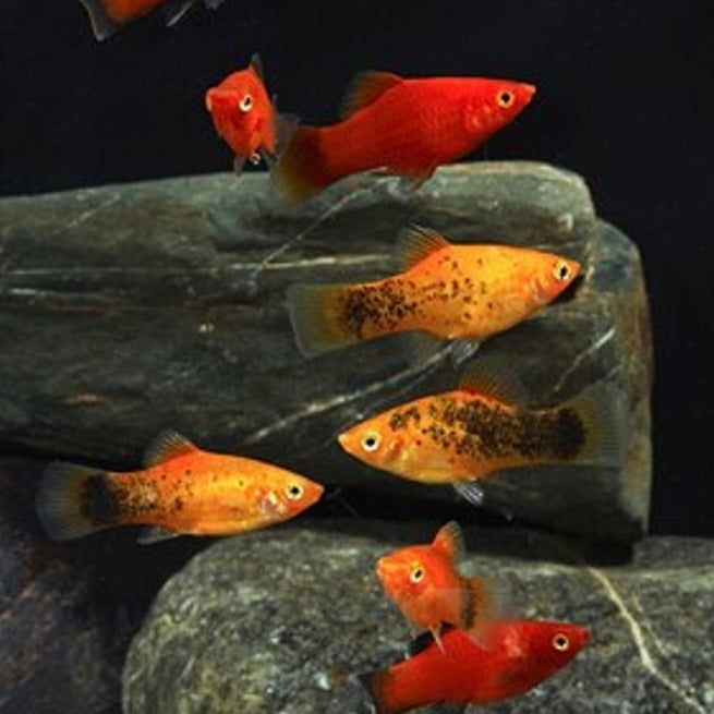 Platy Mixed Md.