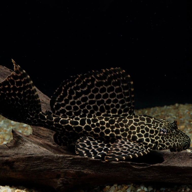 Pleco Gibbiceps lg