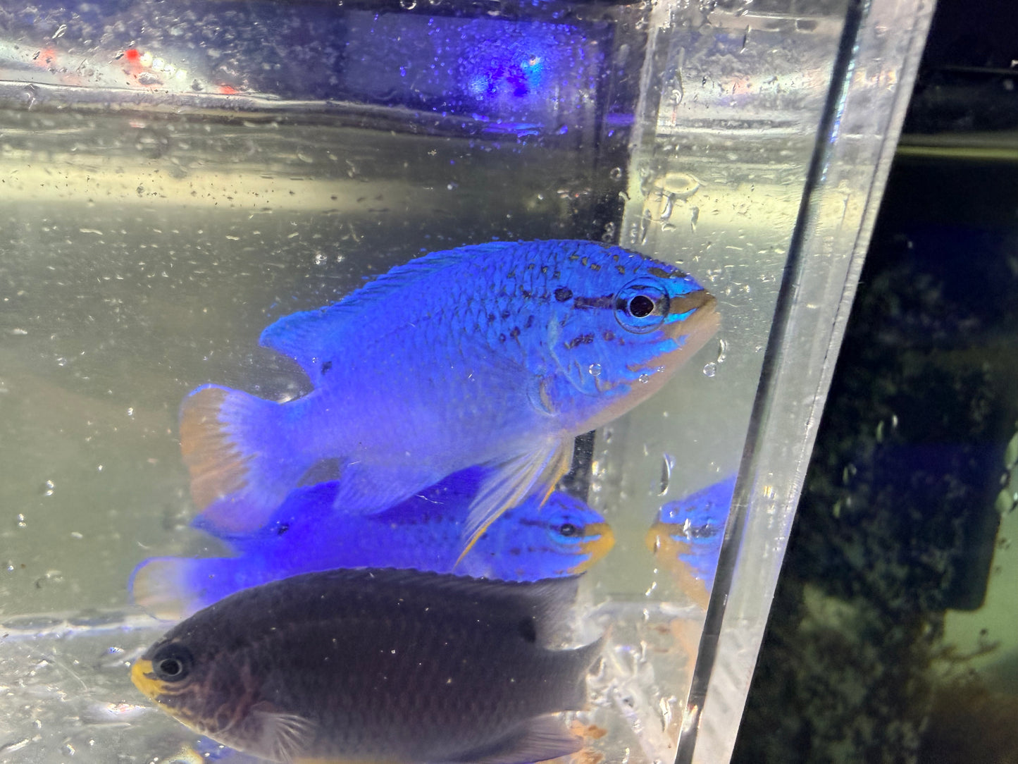 Orange Tail Damsel Fish