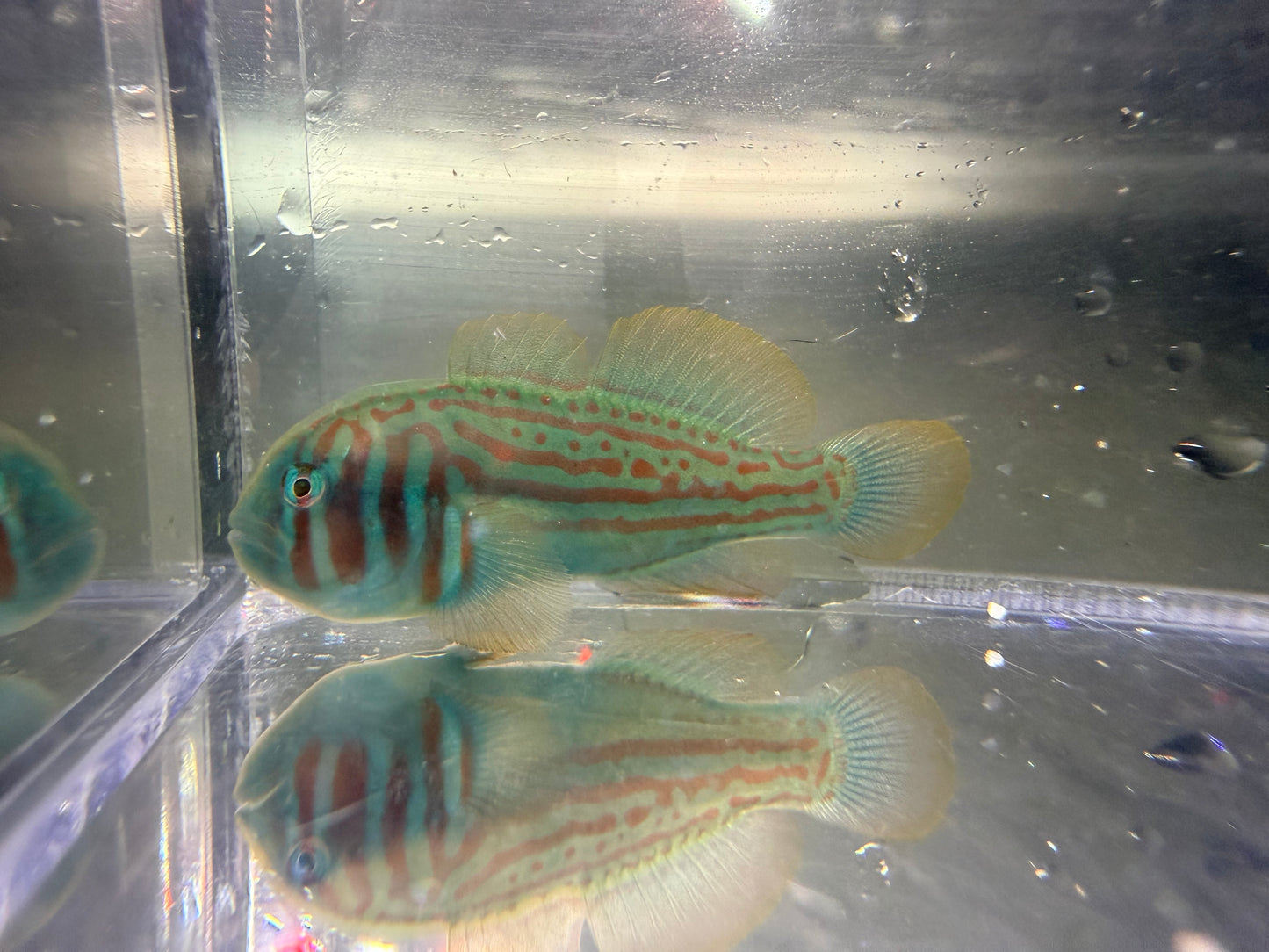 Green Clown Goby