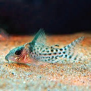 Agassizi Corydoras (True) Lg