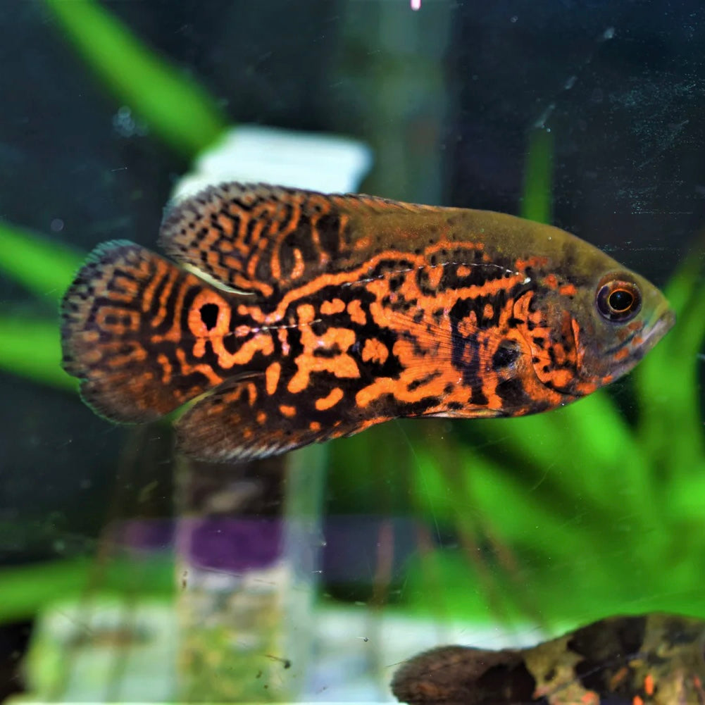 Oscar Tiger Reg