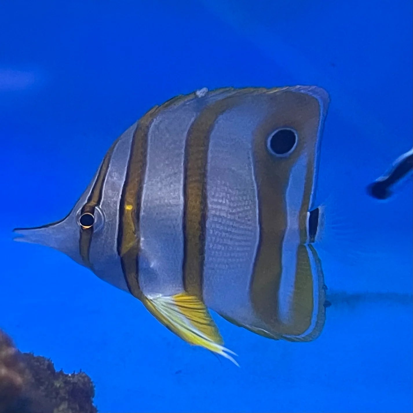 Copperband Butterfly Lg