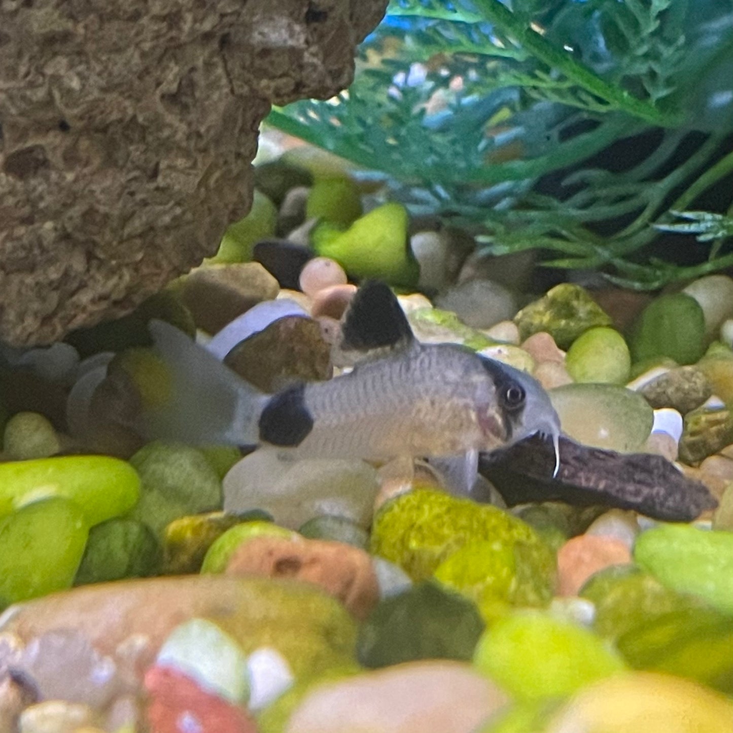 Catfish Corydoras Panda Reg.