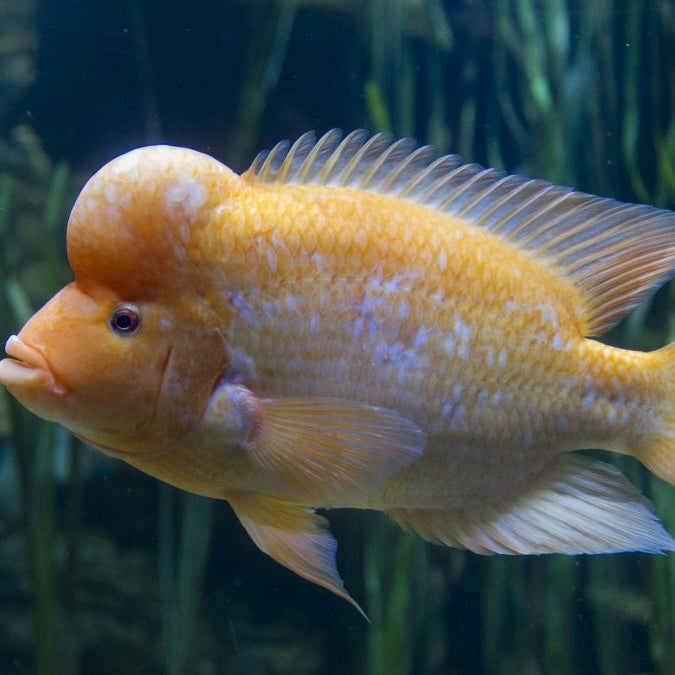 Midas Cichlid XL