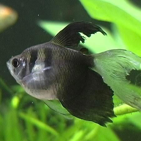Tetra Black Skirt Longfin Reg.