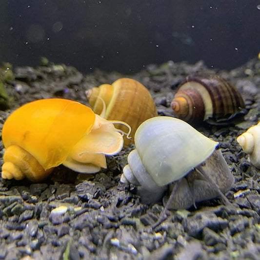 Mystery Snail Mixed