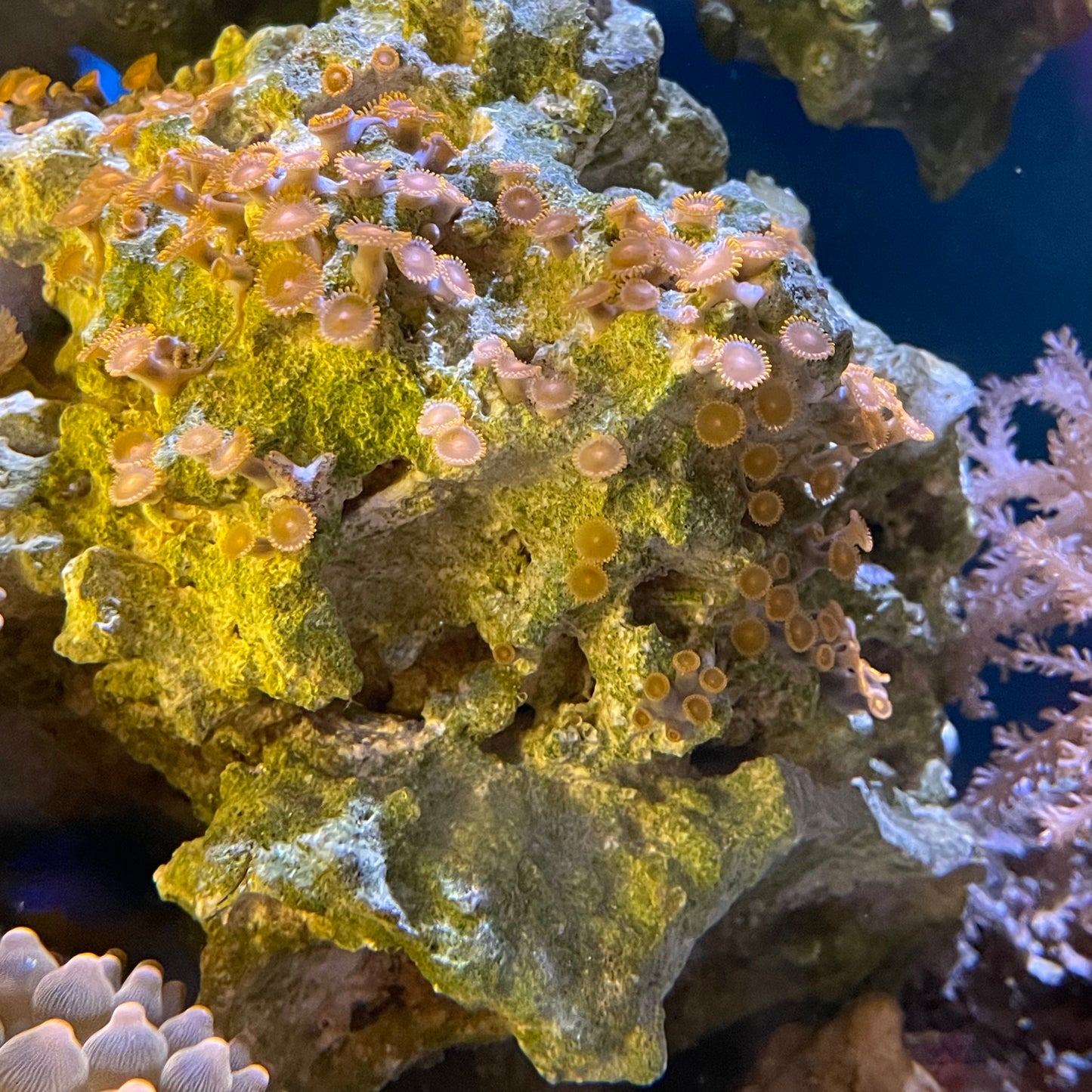 Lg Zoa Rock Assorted