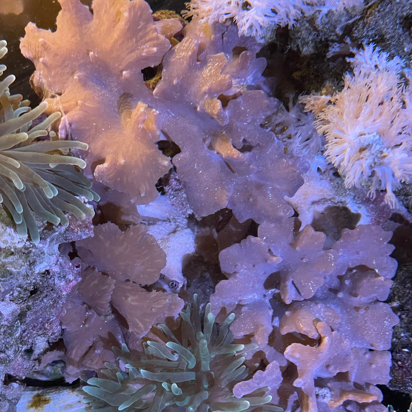 Med Cabbage Coral Rock