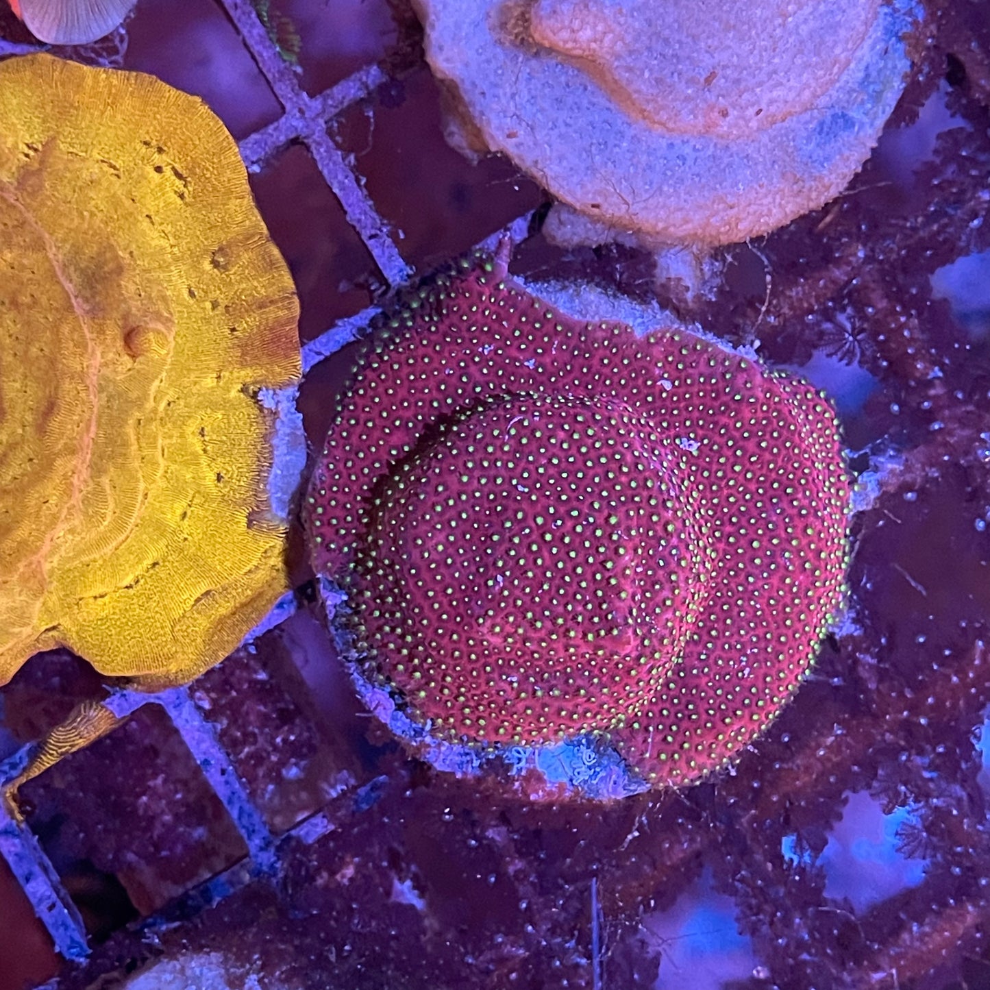 Assorted Coral Frag Med