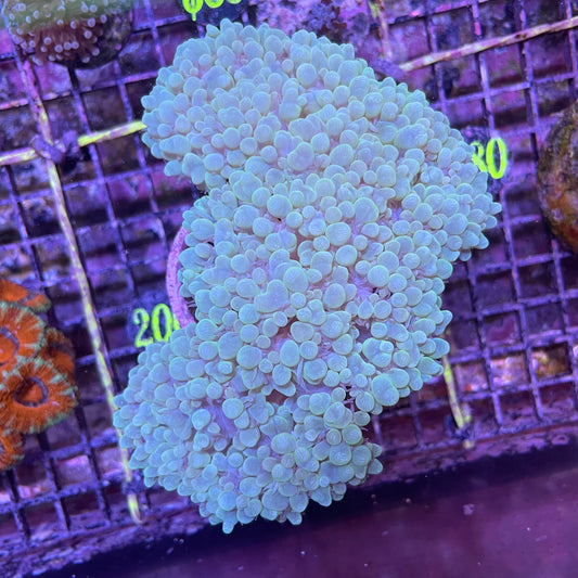 Bubble Coral Large