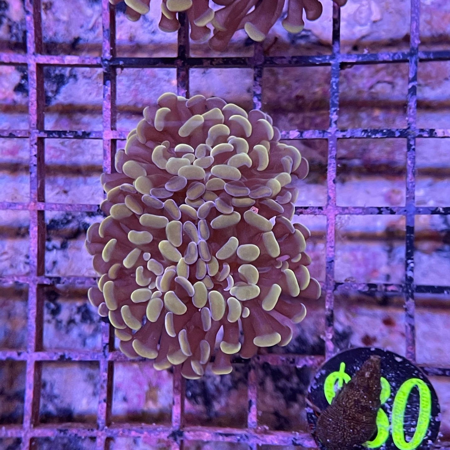 Hammer Branch Ultra Gold Frag