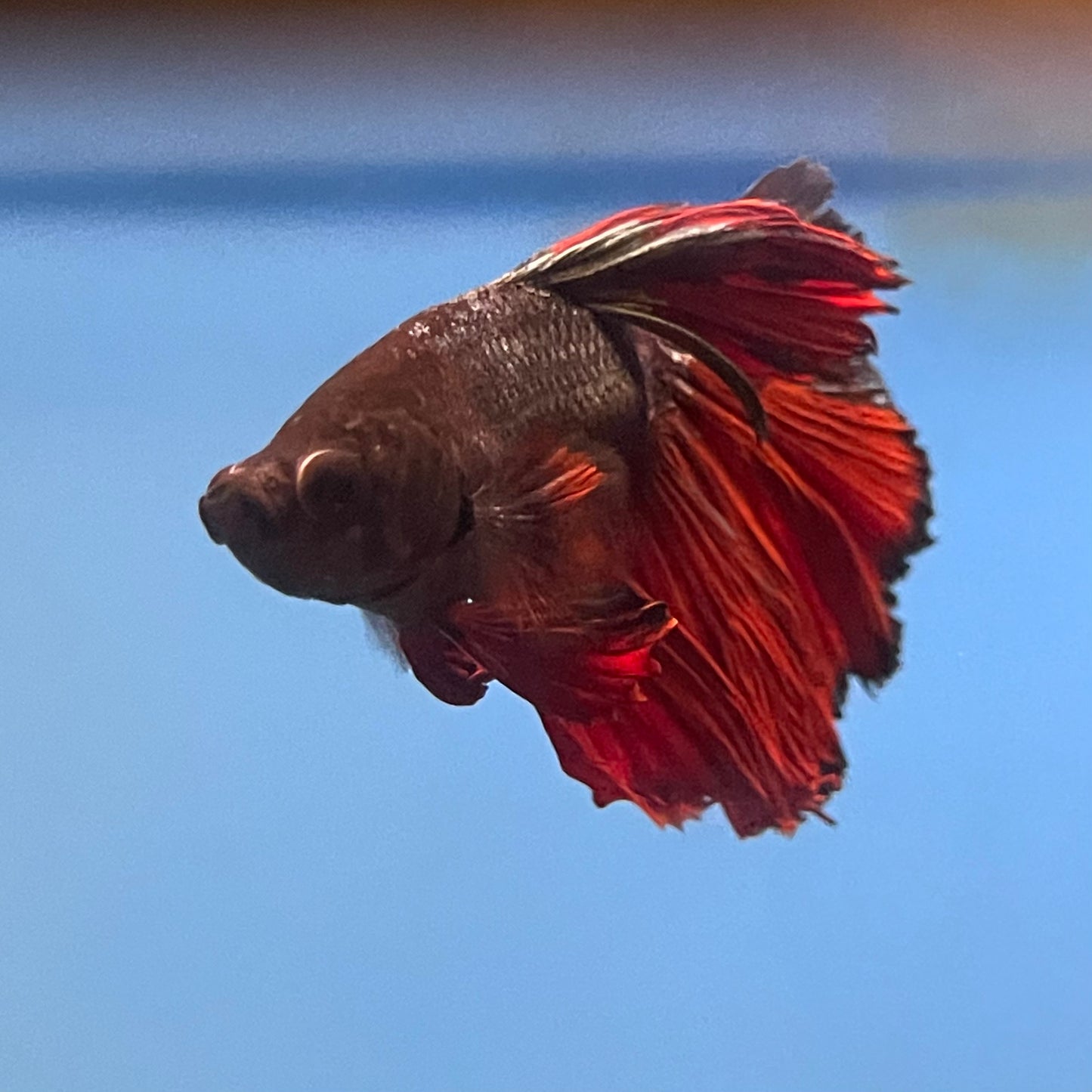 Dragon Betta Male Show