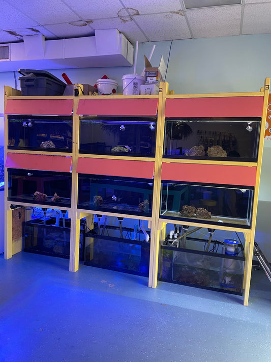 USED- Fish Wall with 6 Units