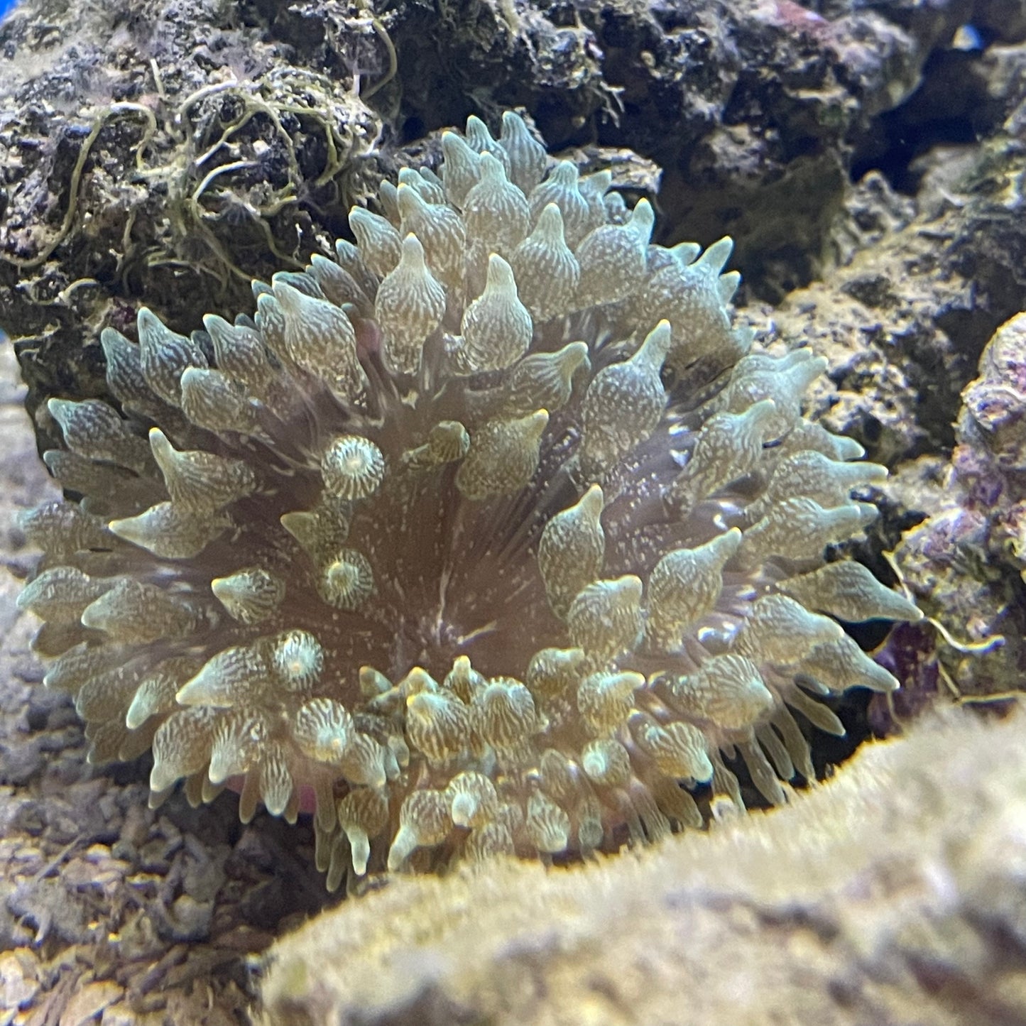 Bubble Anemone Purple Base Med