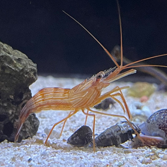Peppermint Shrimp