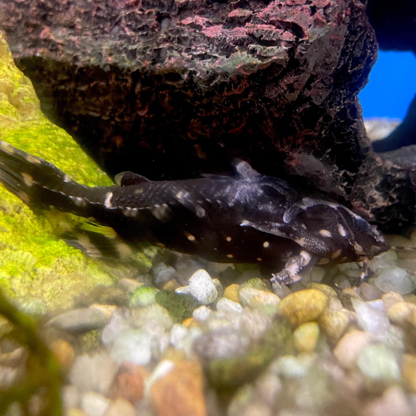 Raphael Catfish Lg