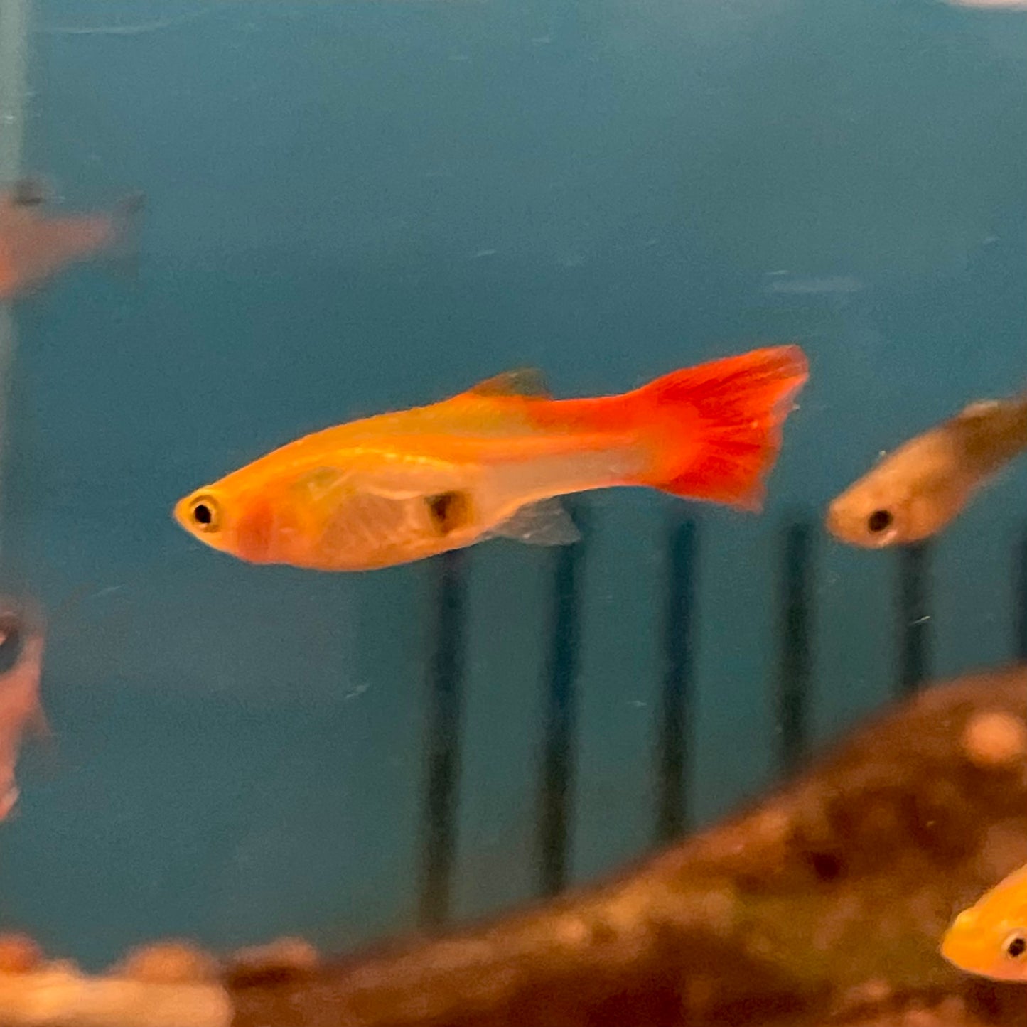 Guppy Fancy Select Female