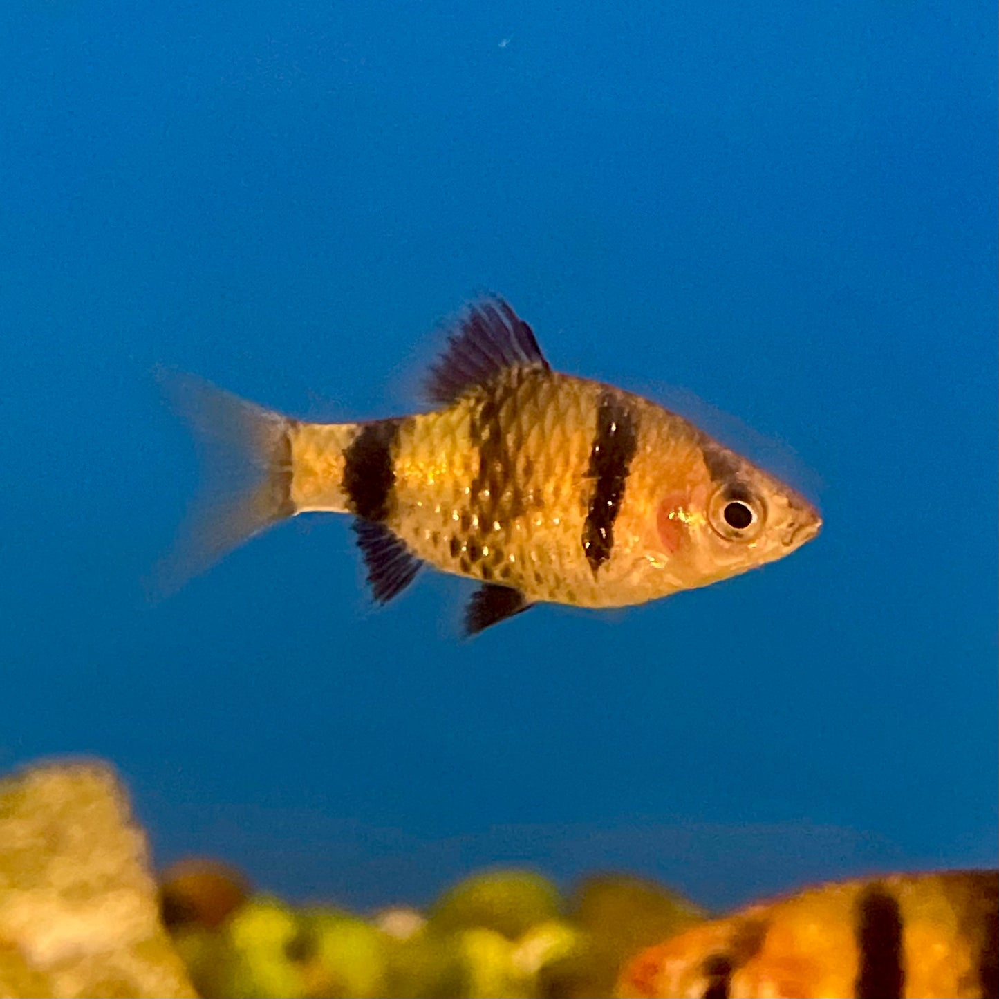 Barb Black Ruby Reg.