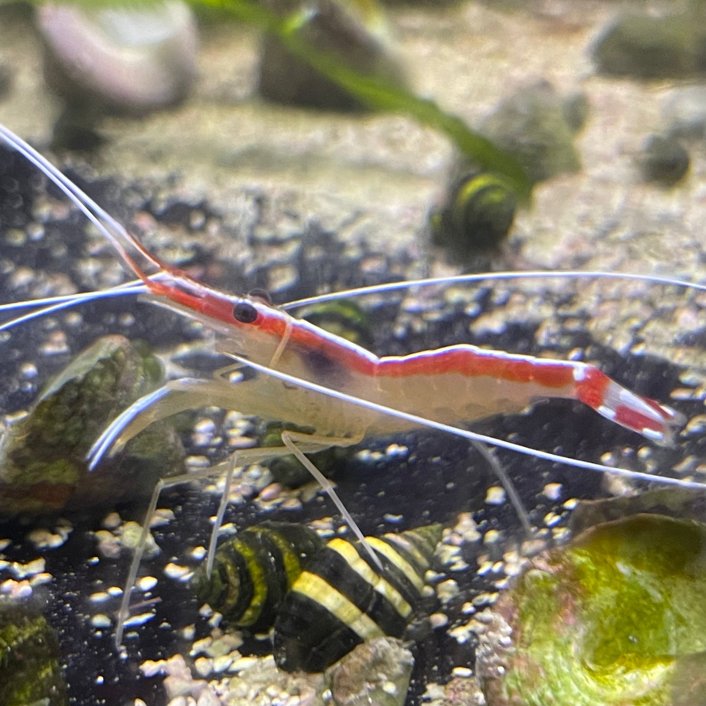 Cleaner Shrimp Med