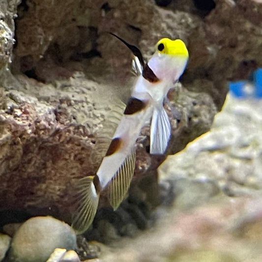 Red Banded Hifin Goby
