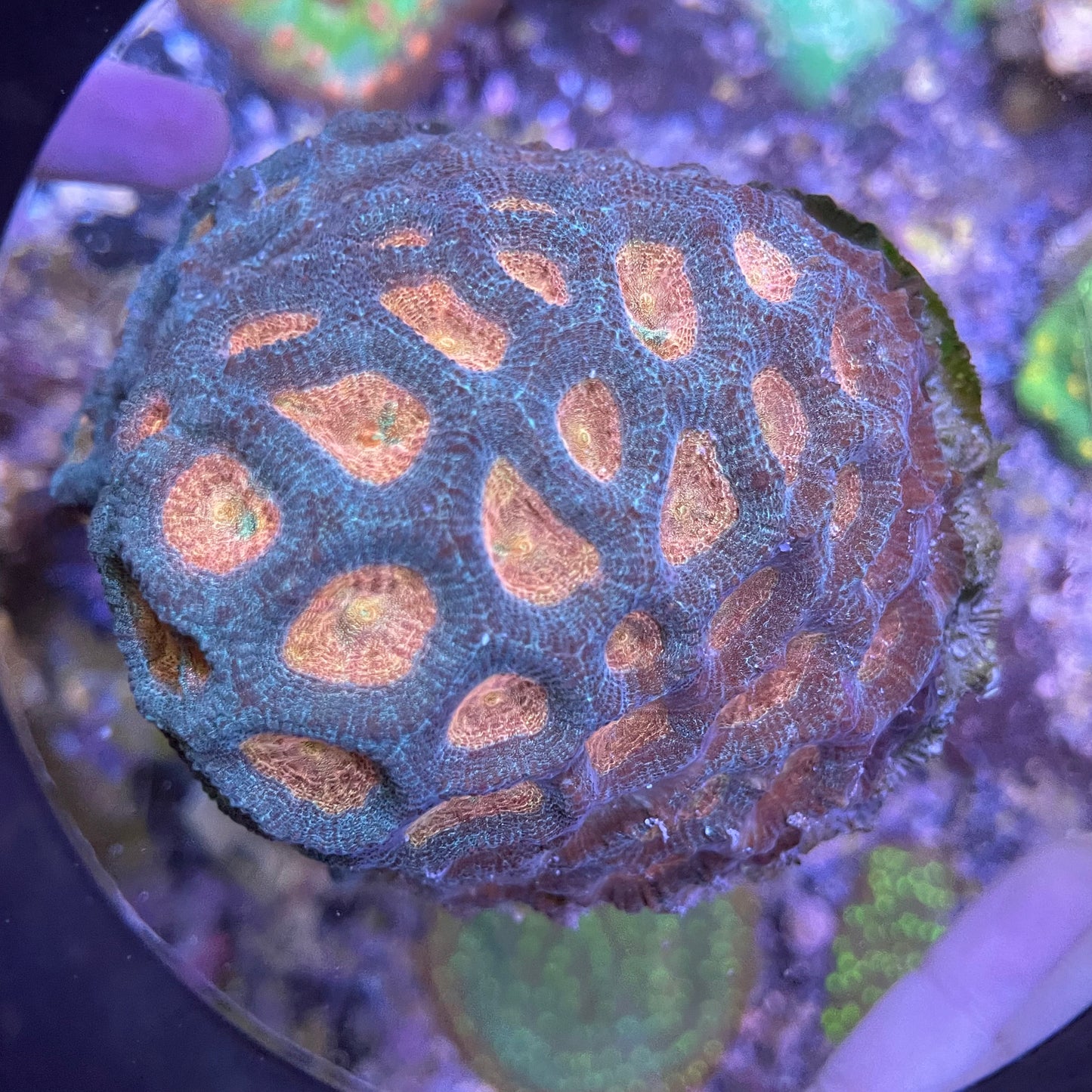 Orange Moon Favia Colony