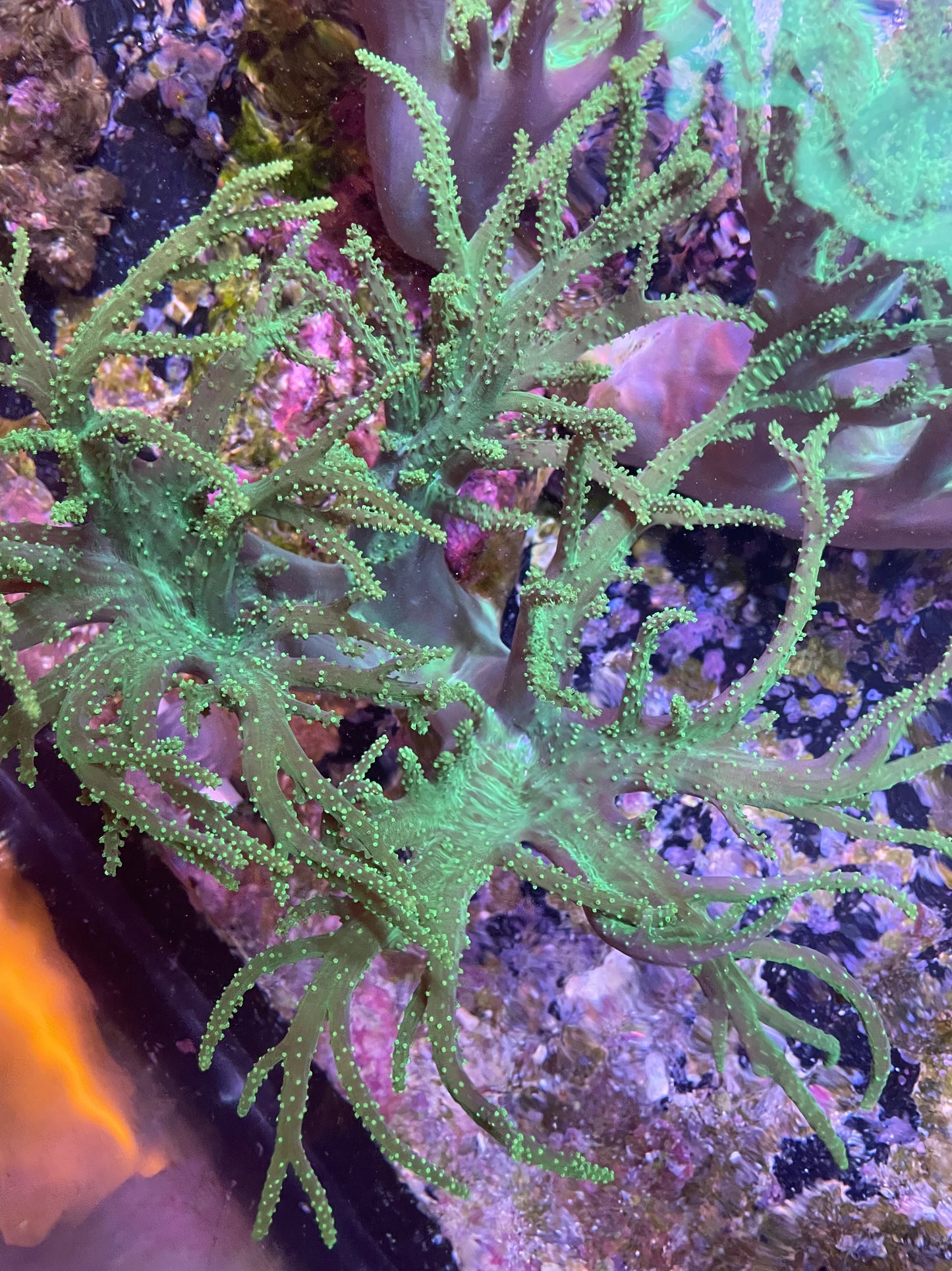 Green Sinularia XL