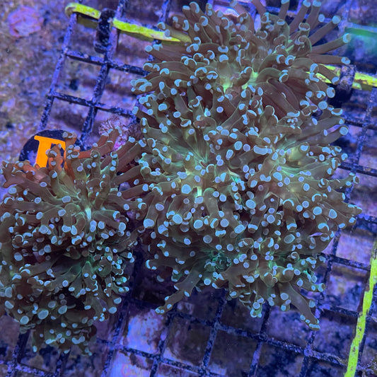 Green Tip Frogspawn Colony (8 Heads)