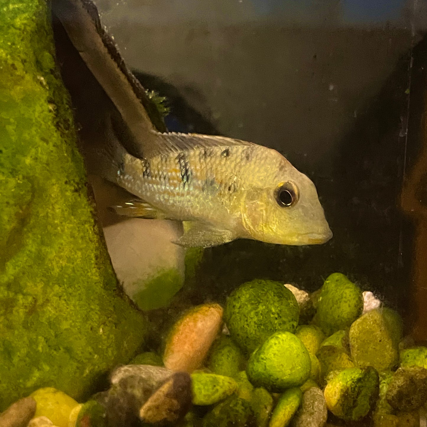 Heckelli Cichlid Reg