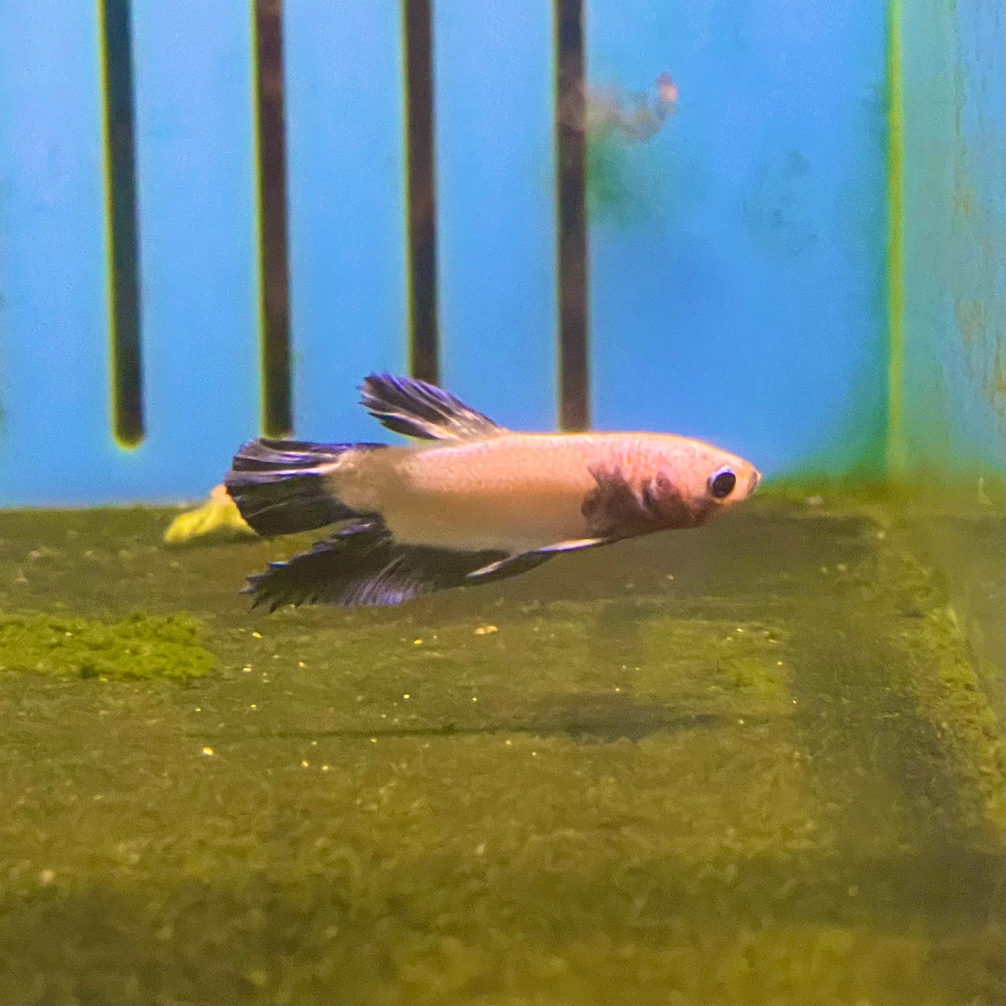 Blue Rim Show White Plakat Betta