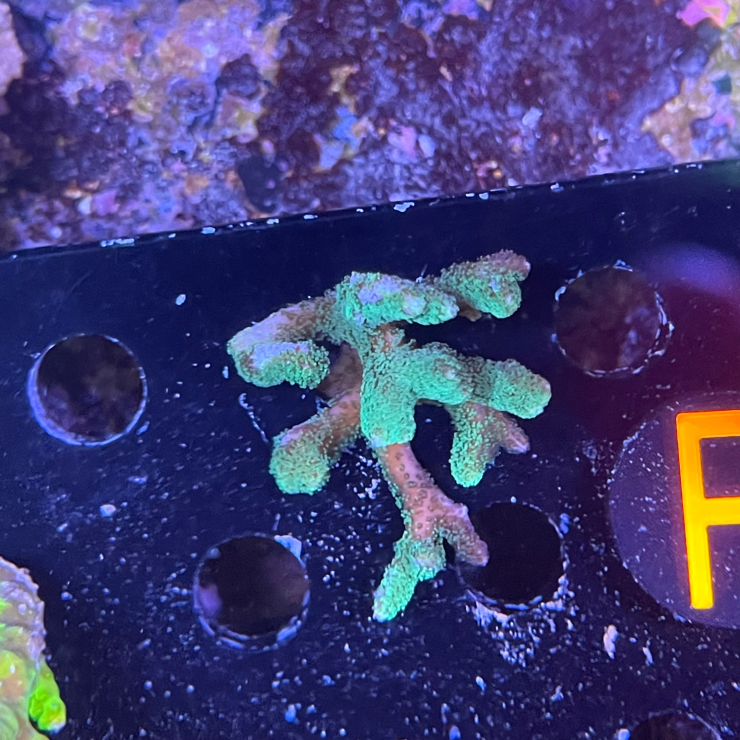 ECC Lush Oasis Birdnest Frag