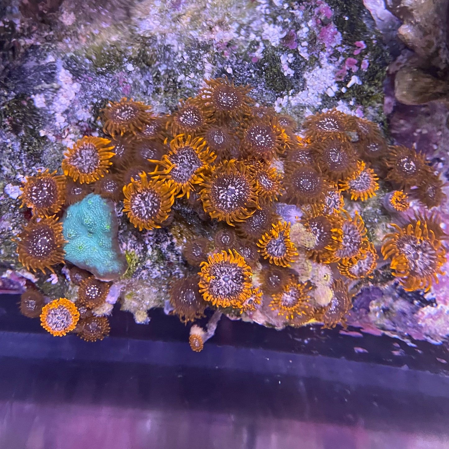 Chalice and Orange Zoa - Medium Combo Rock