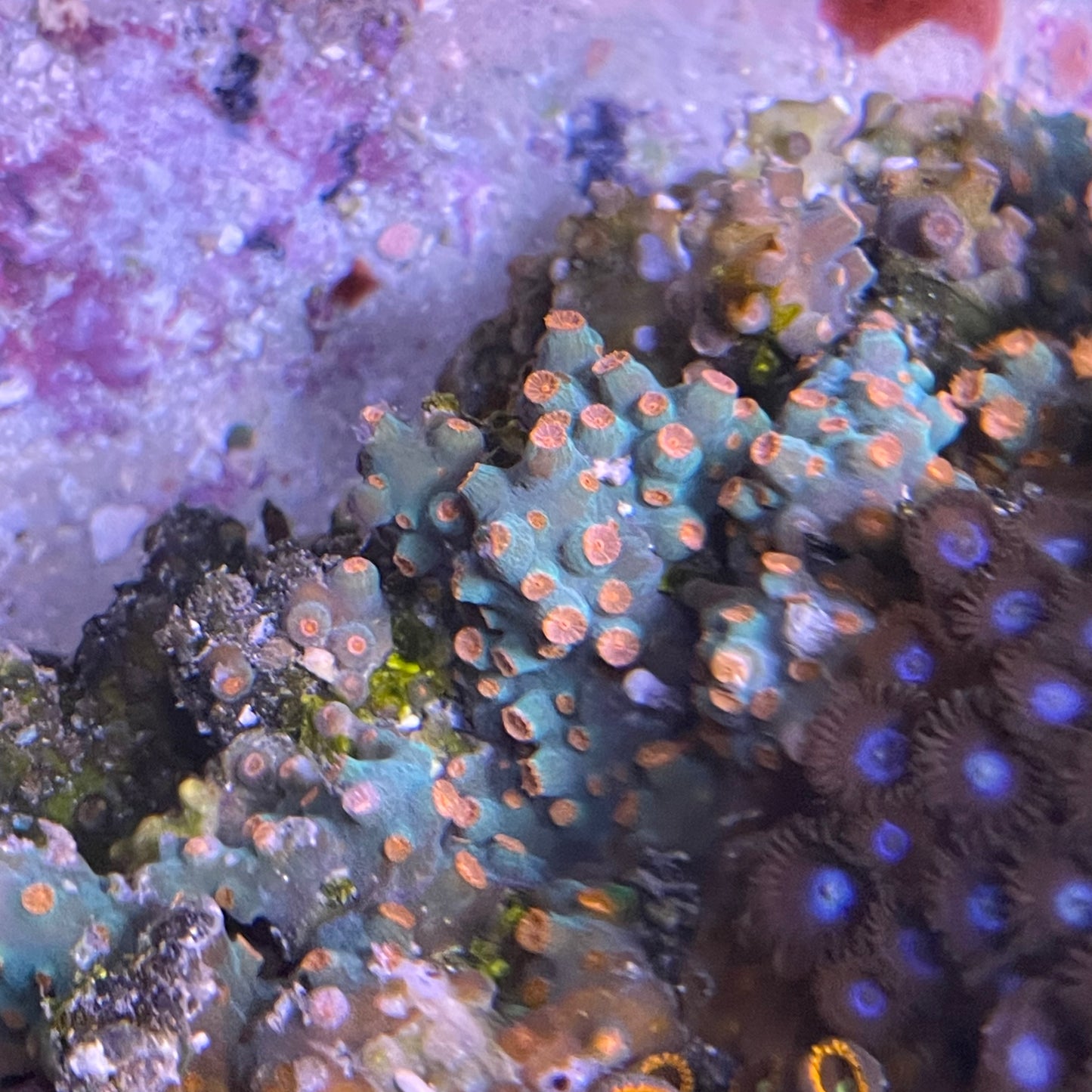 Cyphastria and Zoa - Large Combo Rock