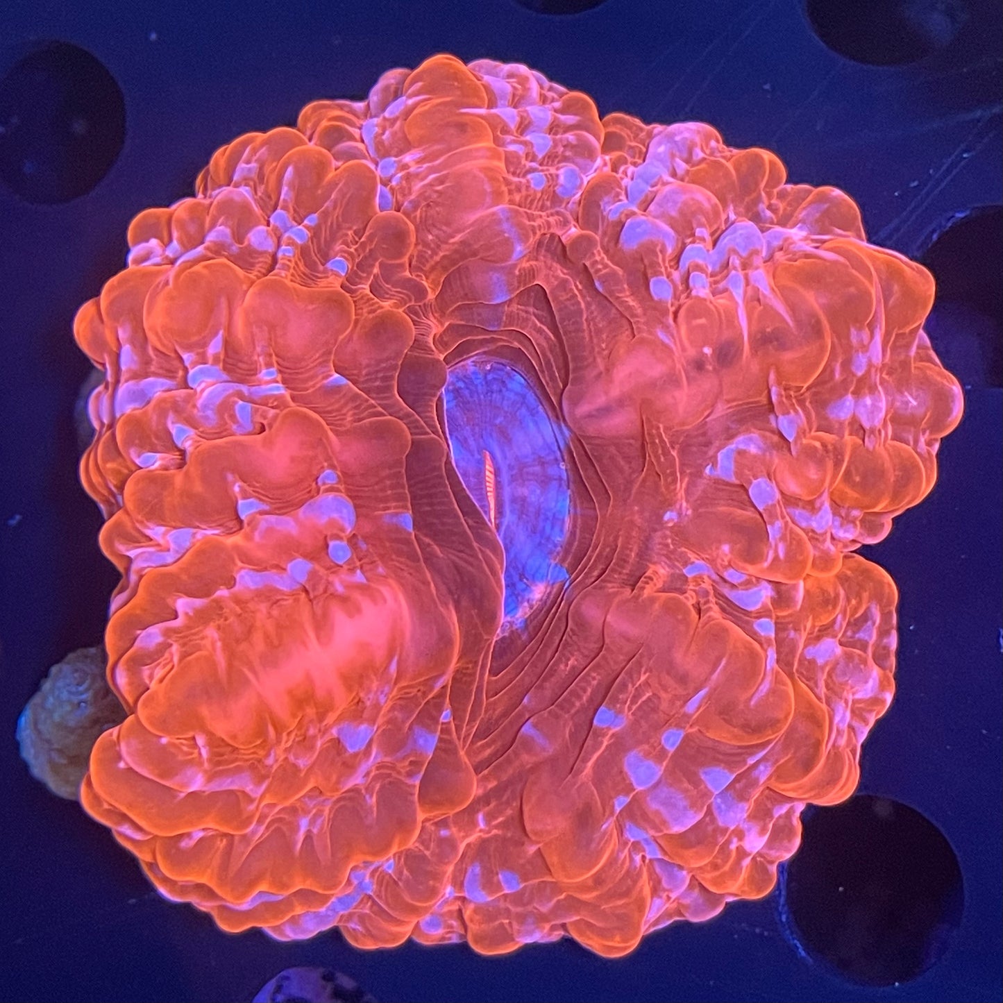 Cynarina Ultra Red