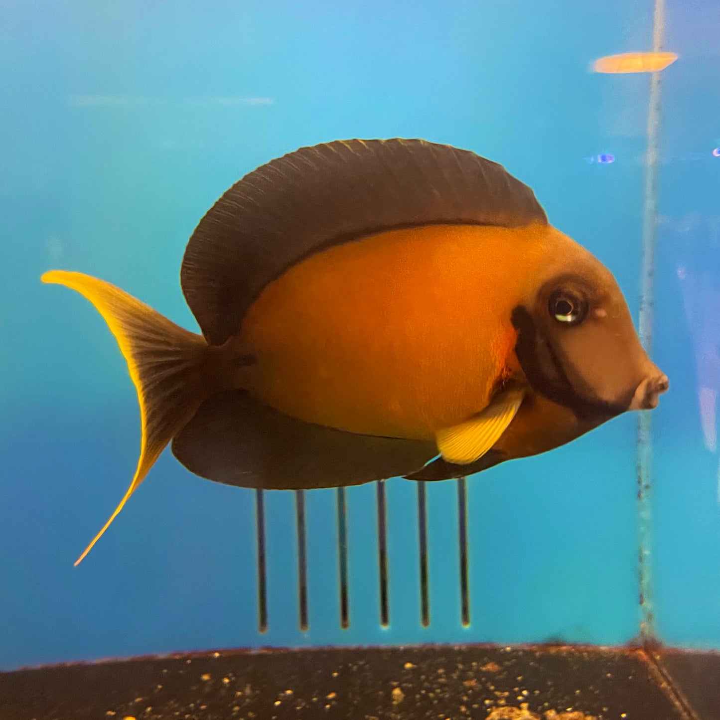 Chocolate Tang XLG