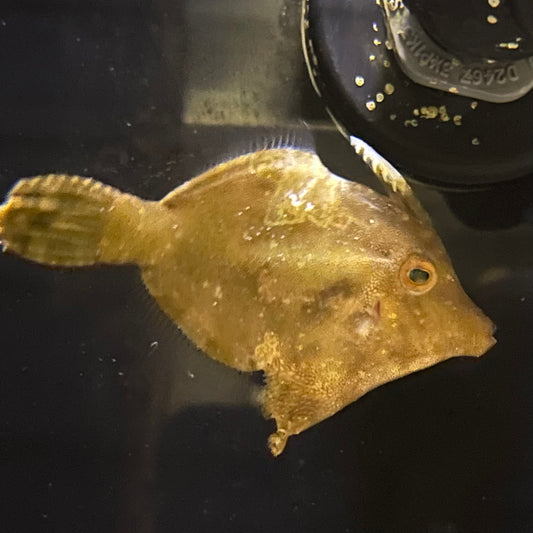 Matted Leatherjacket Filefish (Aptasia Eating)