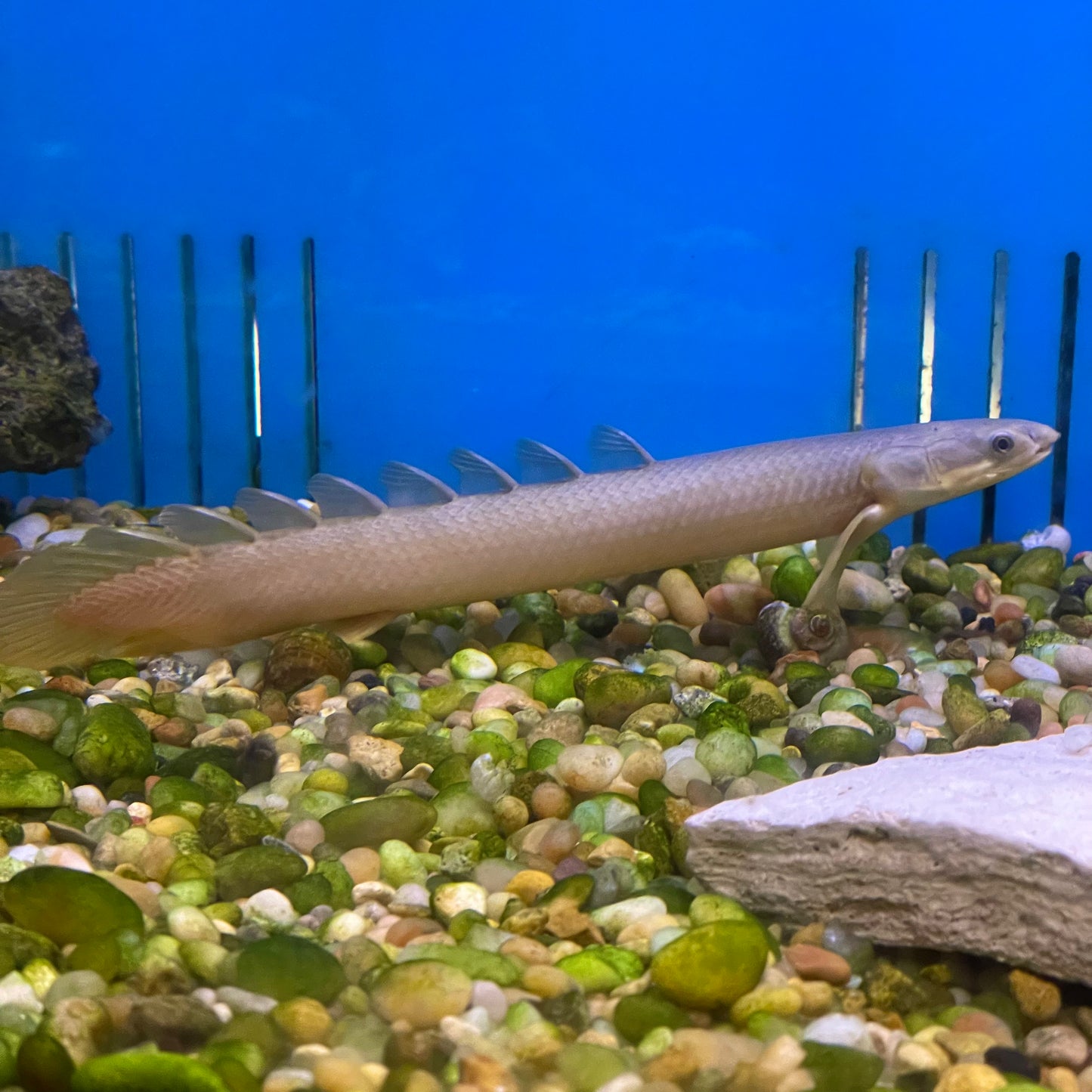 Bichir Senegalus Wild LG