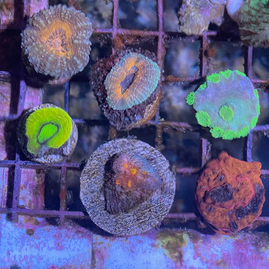 Misc Frags