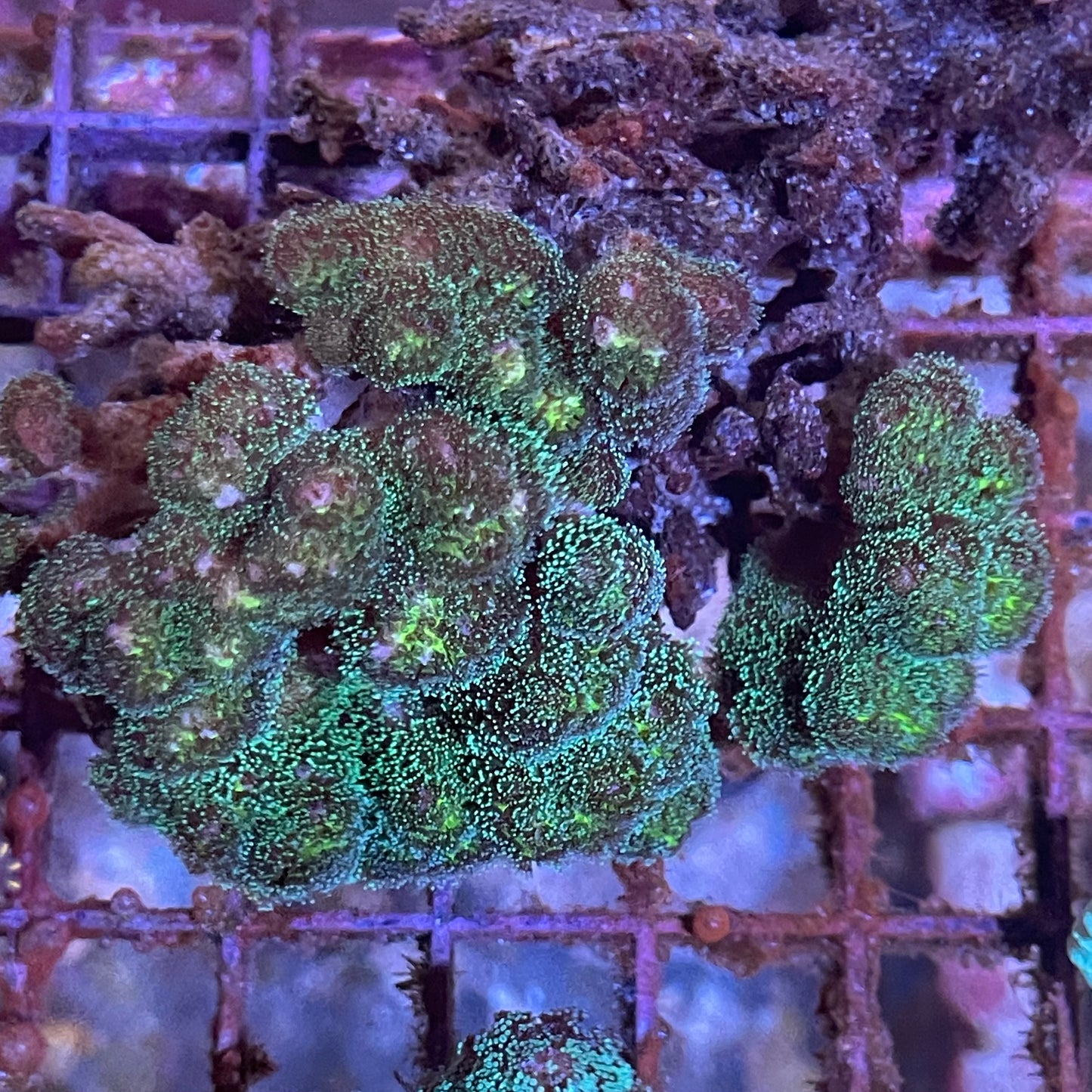 Pocillopora Mini Colony