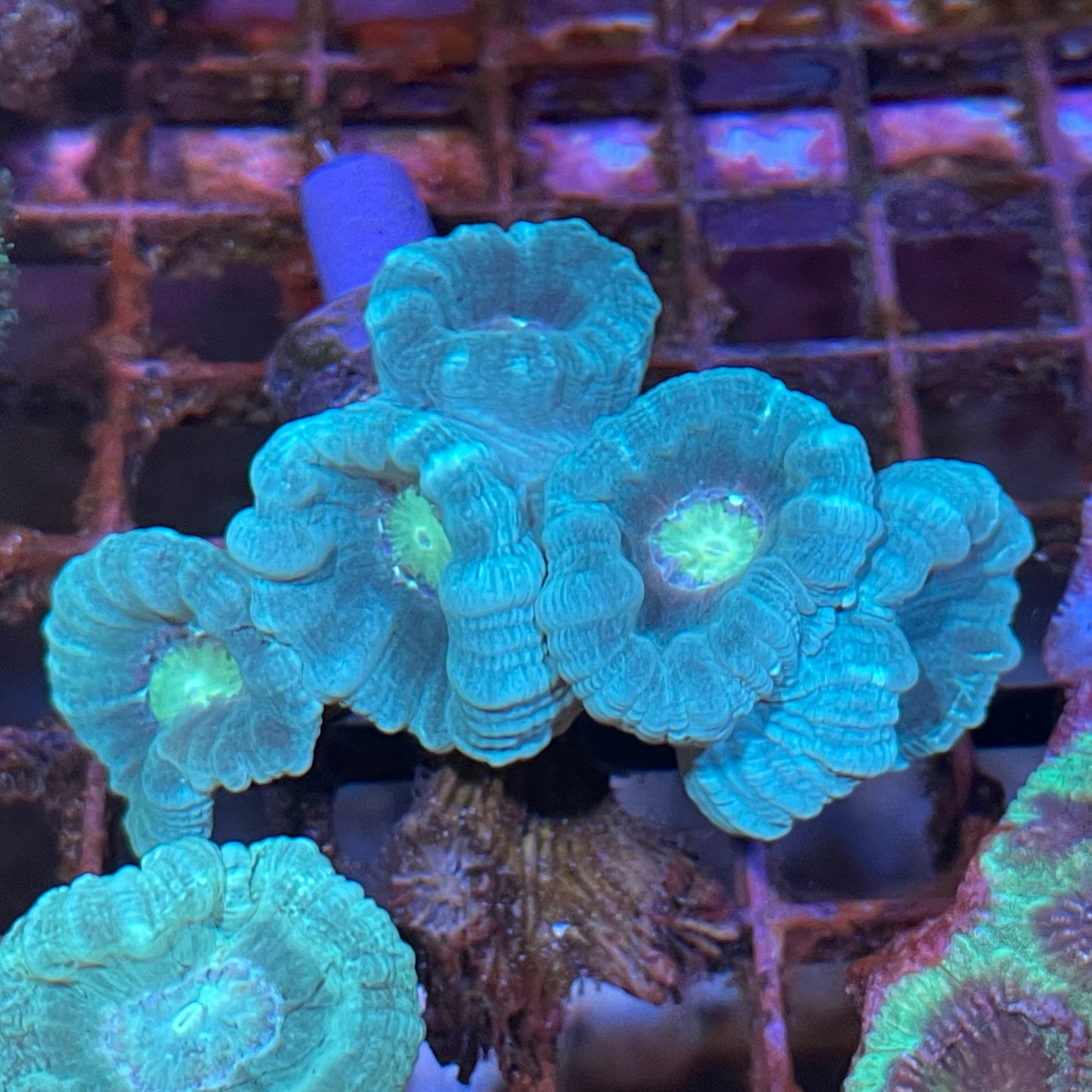 Candy cane Medium