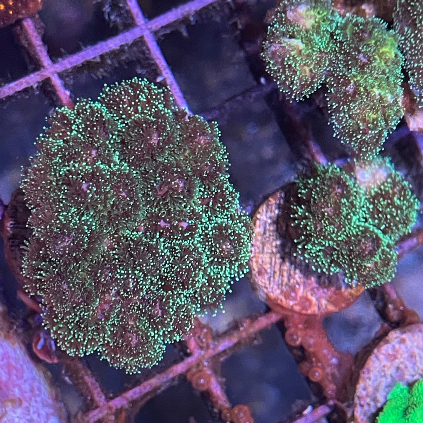 Pocillopora Frag