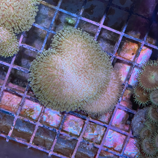 Leather Frags