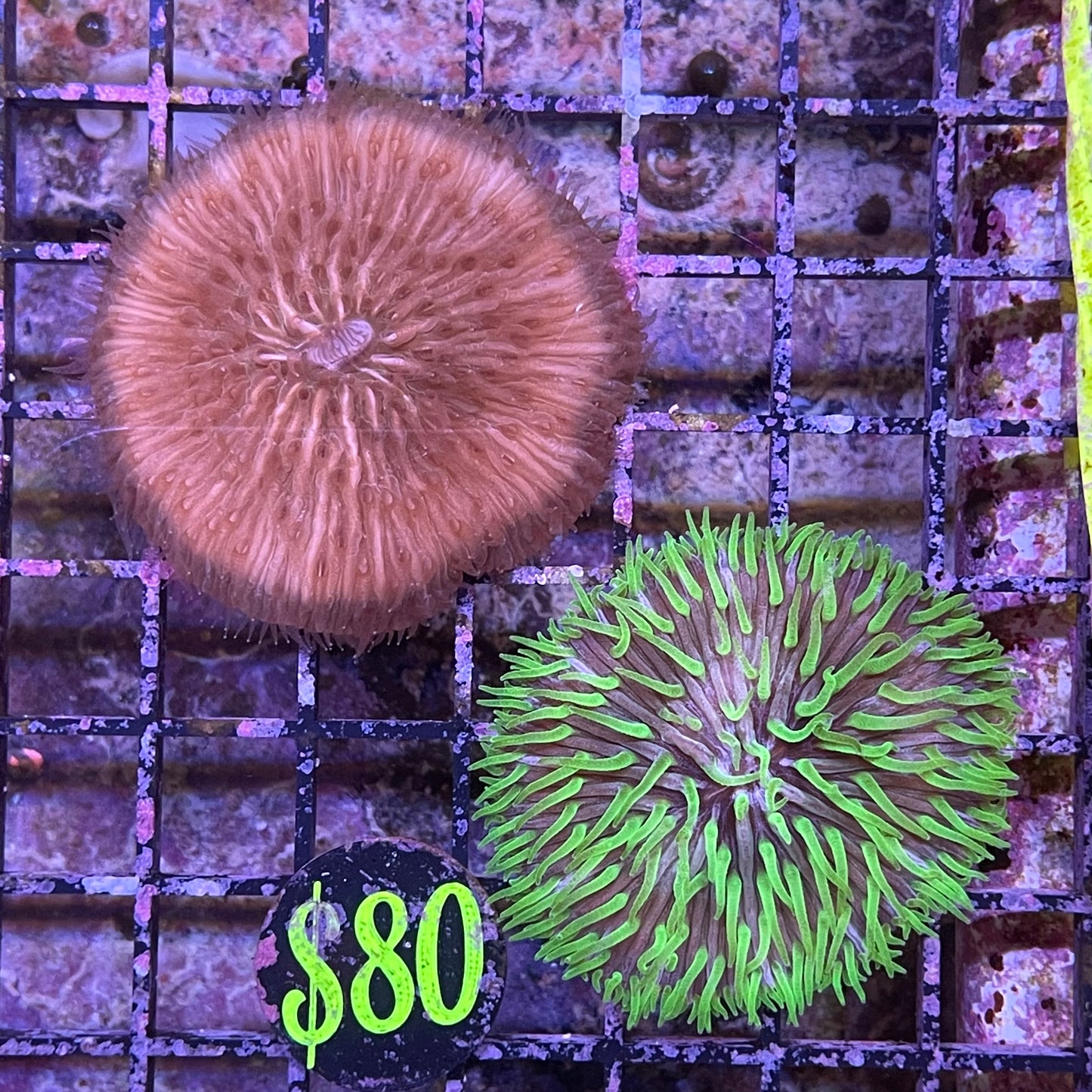 Fungia Coral Sm/Med