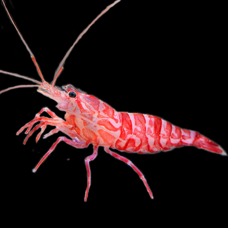 Kuekenthali Cleaner Shrimp