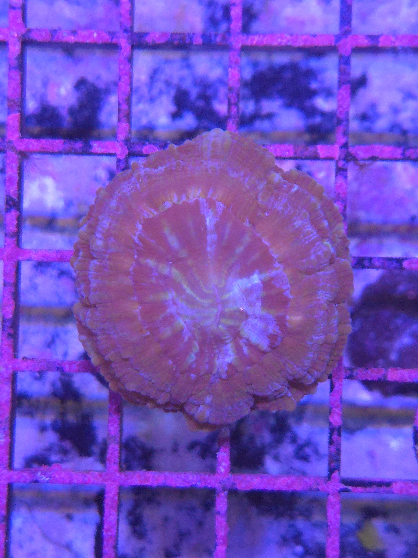 Modern Coral Aus Color