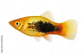 Platy Sunburst Med.