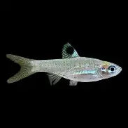 Emerald Eye Rasbora Reg