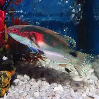 Exquisite Fairy Wrasse Bali
